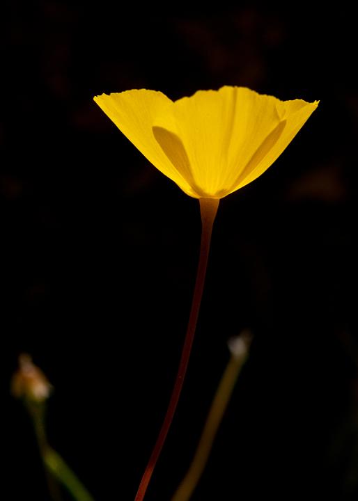Poppy, Eschscholzia 0667.jpg - Copyright 2010 DonJacobson